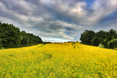 sky cloud field yellow contrast 11mm rapeseed blinkagain photographyforrecreationeliteclub thesilvergroup peacepromotion peaceplatinumpromotion
