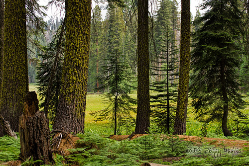 life california camping trees mountains green nature forest landscape view meadow fresh pines peggy sierranevada seedlings sequoianationalpark freshness sequoianationalforest crescentmeadow ©allrightsreserved ©peggyhughes westernsierranevada