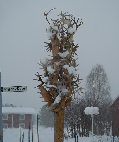 winter snow reindeer vinter sweden lappland moose antlers lapland ren elk horn snö fredrika jägarvägen hornkronor
