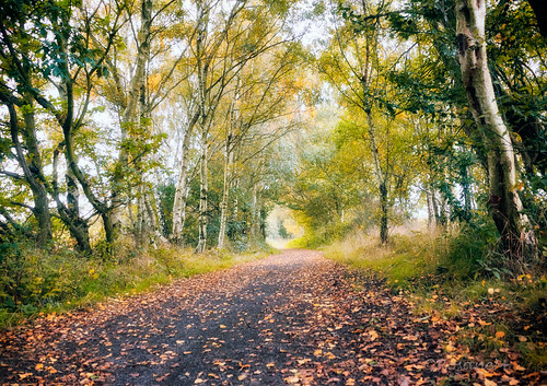 uk autumn trees leaves woodland woods path walk