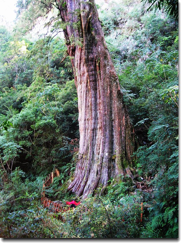 紅檜神木(elev. 2471 m, 攝於2005.10.16) 1