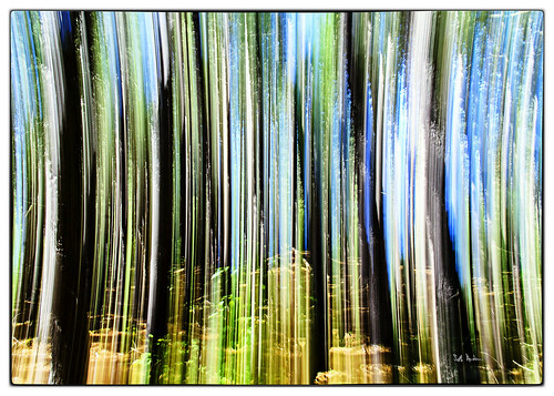 trees light ontario canada tree rye blogged abstraction southriver frostpocket 18mm200mm