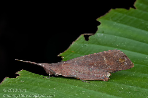 Trigonopteryx sp. leaf-mimic grasshopper IMG_2576 copy