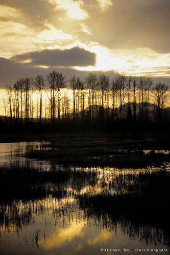 sunset sky lake tree silhouette golden bc columbia british pitt nex