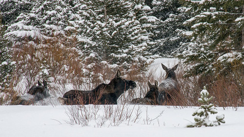 trees winter snow nature landscape snowshoe nikon montana wildlife moose hike trail 2014 cookecity silvergate sodabuttecreek absarokabeartooth bannocktrail dailynaturetnc13 photoofthedaynwf13 dailynaturetnc14 photoofthedaynwf14