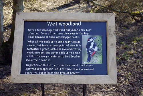 Wet Woodland