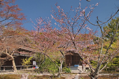 【写真】2013 桜 : 勧修寺/2021-02-03/IMGP9906