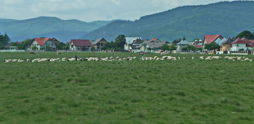 field day sheep shepherd end iasi tgam:photodesk=rural2013