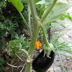 Eggplant 10 July 2013