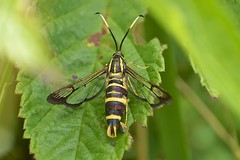 Eupatorium Borer Moth (Carmenta bassiformis)