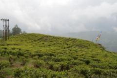 darjeeling tea gardens
