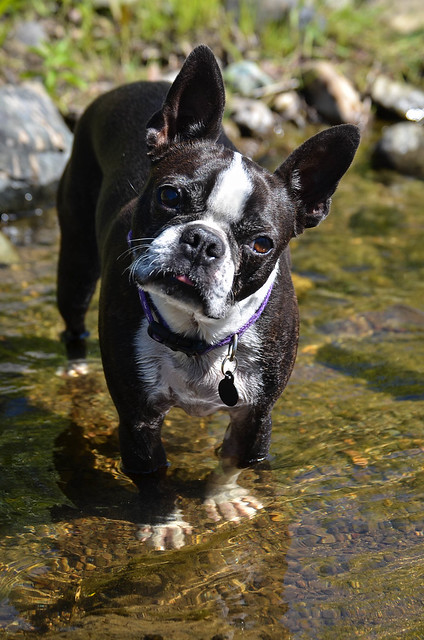 A Boston Terrier standing in a river looking at the camera.
