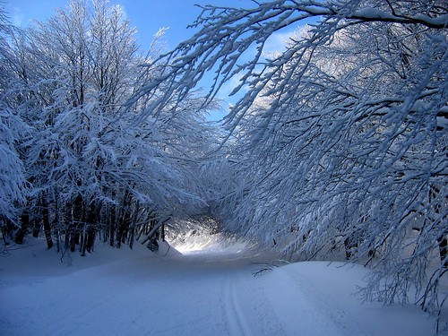 snow tree nature landscape autofocus ruby10 ruby15 ruby20