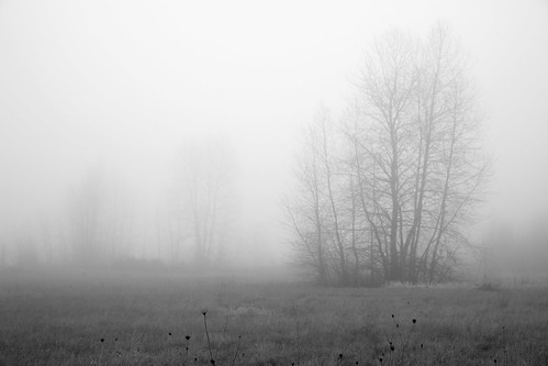 trees blackandwhite bw tree field fog washington foggy wa fallow ridgefield canoneos5dmarkii canon5dmarkii canonef2470mmf28liiusm