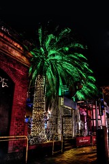 Northbridge Neon Palm