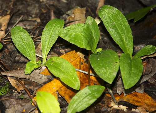 plants virginia flickr unitedstates va williamsburg liliidae monocots orchidorchidaceae vanative wbgfp nps7613freed