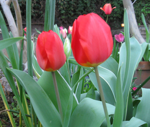 two red tulips