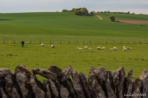france nature bourgogne campagne moutons verdure champlemy thouez