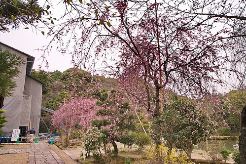 【写真】2013 桜 : 法金剛院/2021-05-24/IMGP8691
