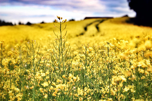 cloud field yellow contrast track line trail rapeseed peacepromotion musictomyeyespromotion heartawardpromotion peaceplatinumpromotion