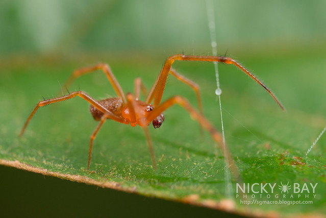 Comb-Footed Spider (Theridiidae) - DSC_0633