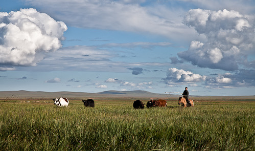 horse man green grass clouds landscape cows mongolia steppe mongolian herder dornod