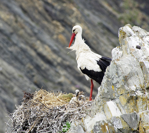 portrait bird portugal coast spring cabo view nest may portuguese stork storks nests sardão cabosardão