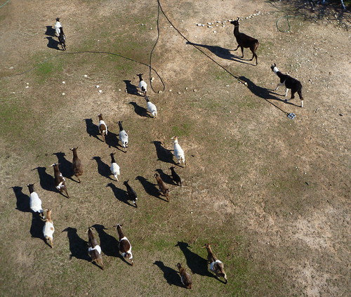 texas goats kap llamas kiteaerialphotography granbury granburytx flamerokkaku