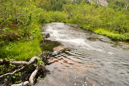 trees green water norway forest river movement rapids oru lofoten neilyoung 2015