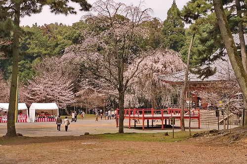 【写真】2013 桜 : 醍醐寺/2021-10-20/IMGP9086