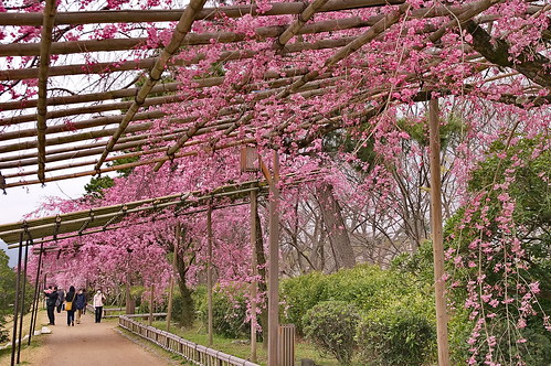 【写真】2013 桜 : 半木の道/2021-11-05/IMGP9504