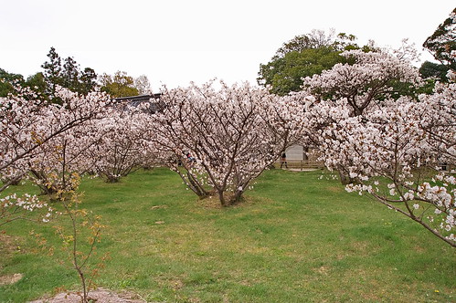 【写真】2013 桜 : 仁和寺/2020-10-17/IMGP0033