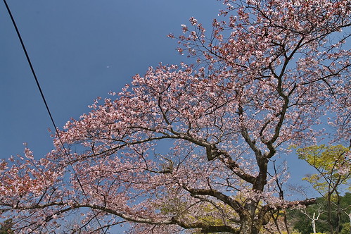 【写真】2013 桜 : 毘沙門堂/2021-03-09/IMGP9938