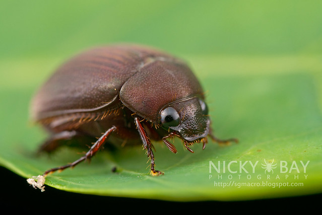 Beetle - DSC_0167