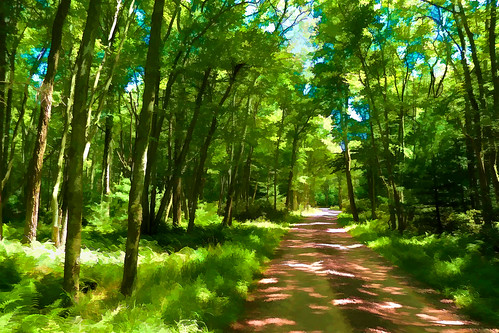 trees landscape outdoors landscapes pennsylvania artsy simplify