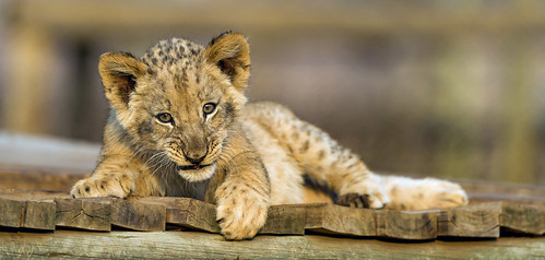 sunset wild baby cute cat southafrica cub big nikon platform lion young posing lying johannesburg lionpark d4
