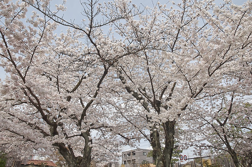 【写真】2014 桜 : 上品蓮台寺/2021-02-27/IMGP5642