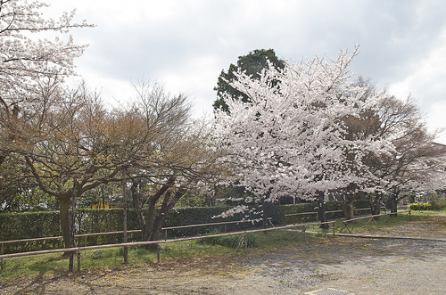 【写真】2014 桜 : 上品蓮台寺/2021-02-27/IMGP5644