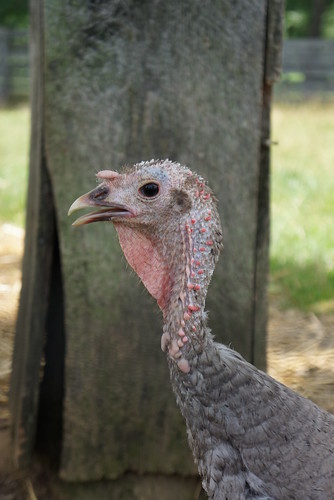 turkey turkey at slate run farm
