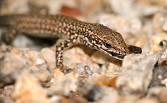 Catalonian Wall Lizard (Podarcis liolepis cebennensis) juvenile - Photo of Castanet-le-Haut