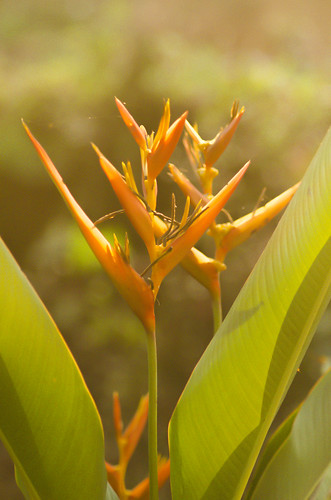 flower orange bird paradise flowers green strelitziareginae