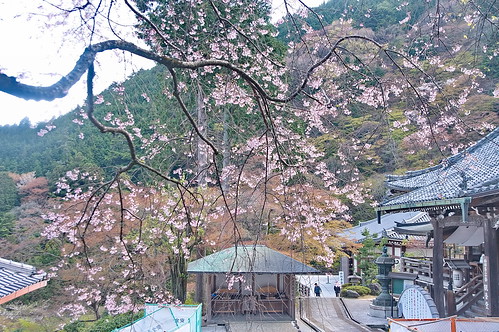 【写真】2013 桜 : 善峯寺/2021-11-23/IMGP0136