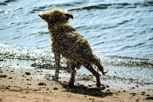 ocean blue sunset shadow sea dog color colour beach dogs water animal animals sparkles fur coast seaside beige shadows sundown sparkle drip shore drips waterside andigast