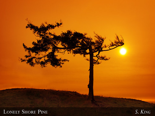 park tree pine sunrise washington state deception pass sking5000