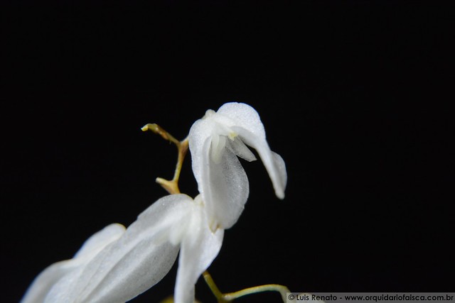 1432 - Pabstiella pterophora