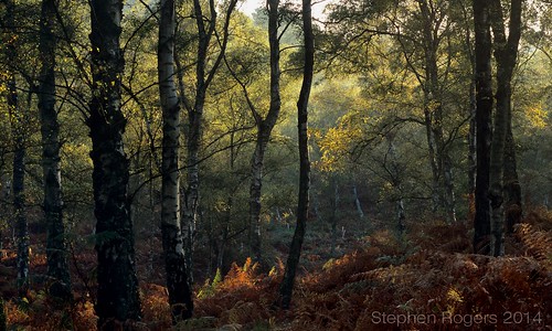 autumn trees woodlands westsussex silverbirch 6x9format toyo45aii hesworthcommon