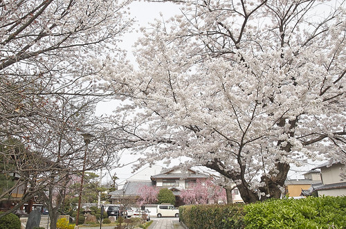 【写真】2014 桜 : 本満寺/2021-05-28/IMGP5685