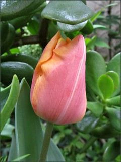 Pink and orange tulip