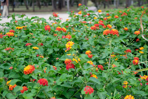 naturaleza flores mexico colores sinaloa colorido losmochis parquesinaloa jardinboranico