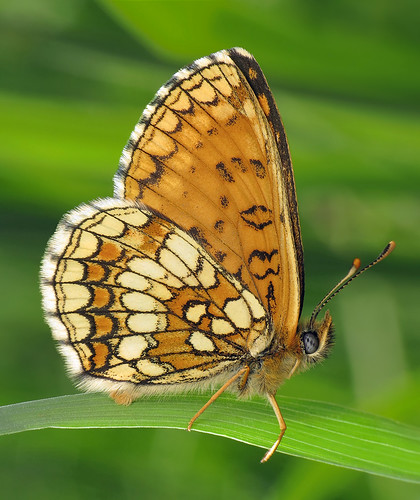 melitaeaathalia butterfly
